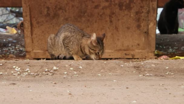 Kedi yemek yeme — Stok video