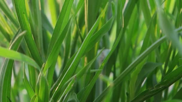 Plantas verdes en Field — Vídeos de Stock