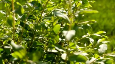 Alandaki yeşil bitkiler