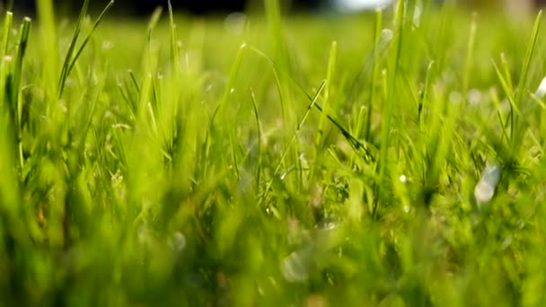 Grama verde no campo — Vídeo de Stock