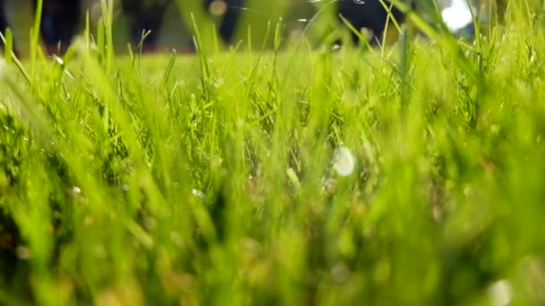 Hierba verde en el campo — Vídeos de Stock