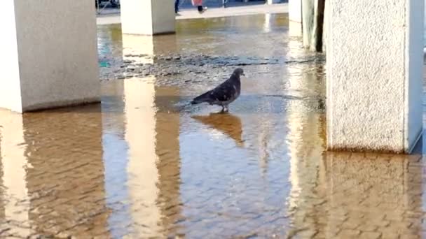 Taube trinkt aus Pfütze — Stockvideo