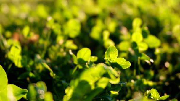 Plantas verdes em Field — Vídeo de Stock