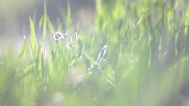 çim arkadan aydınlatmalı