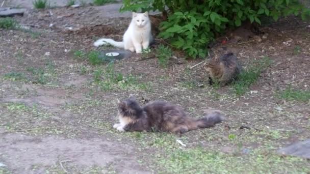 Три Брудні вуличні коти на відкритому повітрі відео — стокове відео