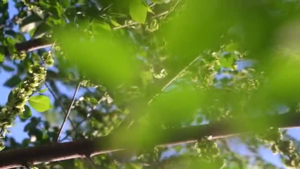 Hojas de árbol verde — Vídeos de Stock