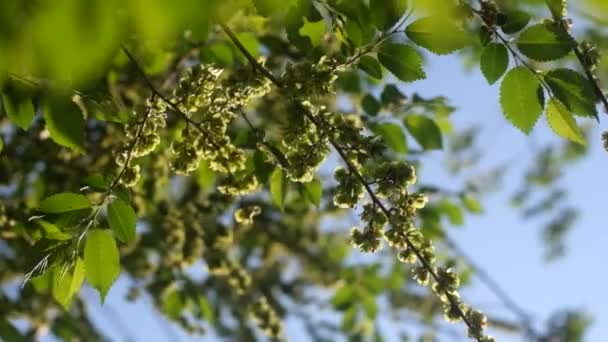 Liście zielonego drzewa — Wideo stockowe
