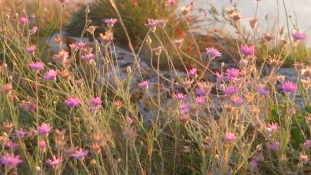 Пустынное поле с фиолетовыми полевыми цветами — стоковое видео