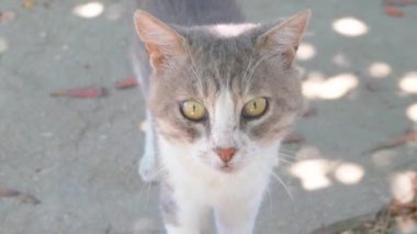 Serseri kedi. Sokağın pis hayvan