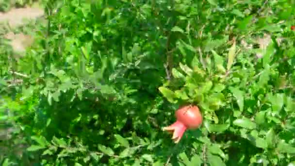Zweig mit Granatapfel — Stockvideo