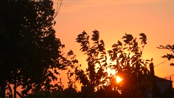 Silhouette of trees on orange sunset sky — Stock Video