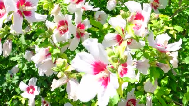 Grandes flores tropicais brancas durante o dia — Vídeo de Stock
