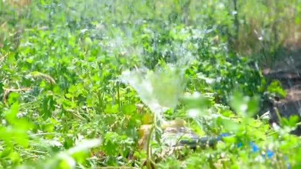 Gräsmatta sprinkler spaying vatten över gröna sommaren gräs — Stockvideo