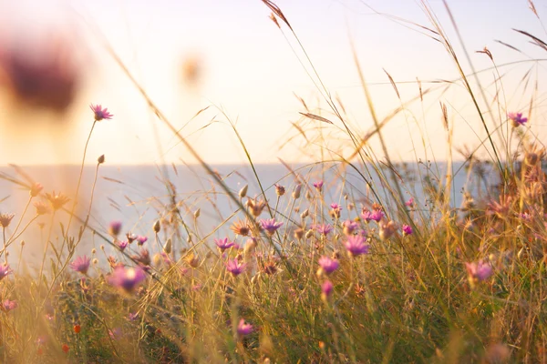 Grama seca e flores silvestres violetas perto do mar — Fotografia de Stock