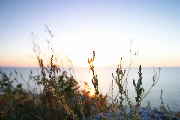 Silhouettes dry grass against Sea of Azov horizon — Stock Photo, Image