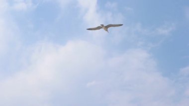 Mavi gökyüzü slowmo karşı uçan martı