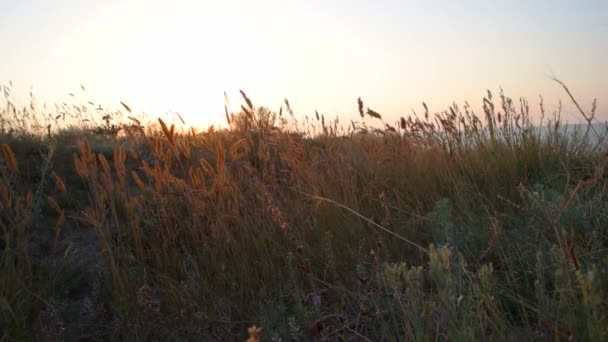 Hoog gras op een strand — Stockvideo