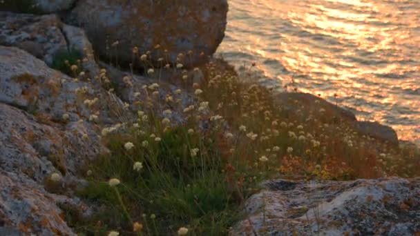 Högt gräs på en strand — Stockvideo