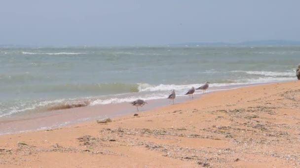 Zespół mewa na plaży patrząc pod kątem żywność — Wideo stockowe