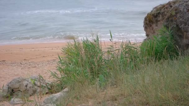 Hoog gras op een strand — Stockvideo