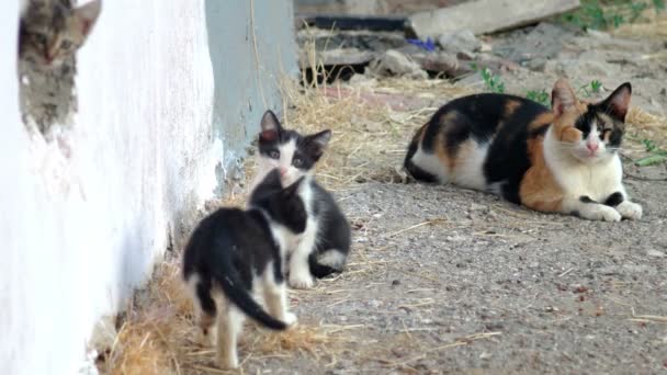 Drie vuile straat katten openlucht video — Stockvideo