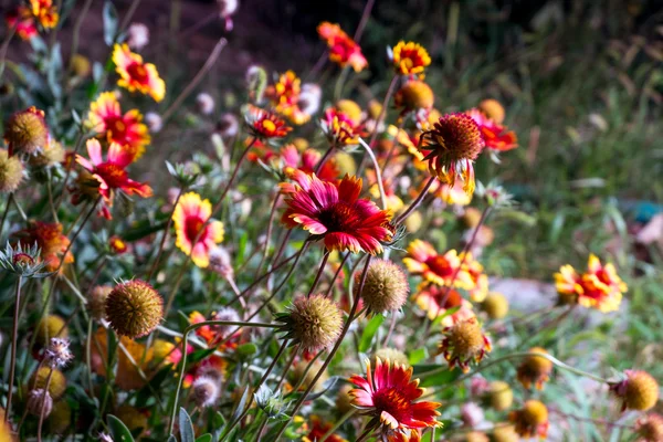 花园里鲜花盛开 — 图库照片