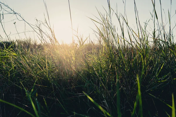 Campo de erva daninha selvagem seca retroiluminado com sol quente — Fotografia de Stock