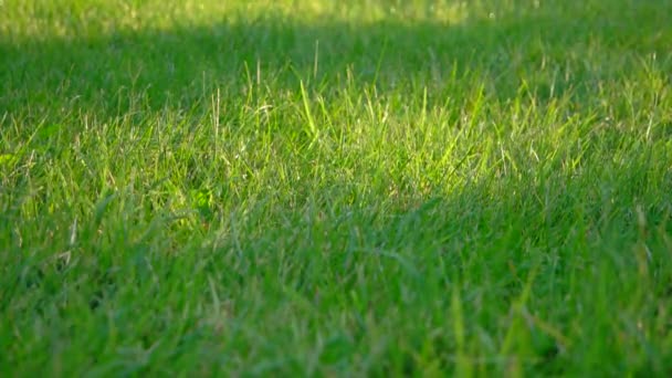 Herbe verte fraîche 