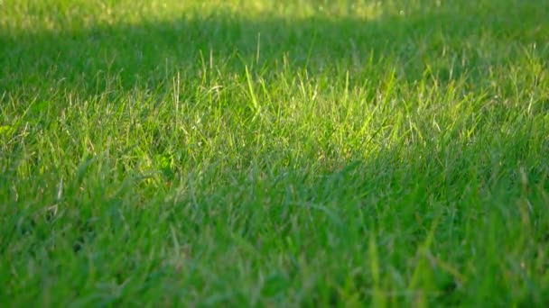 Herbe verte fraîche — Video