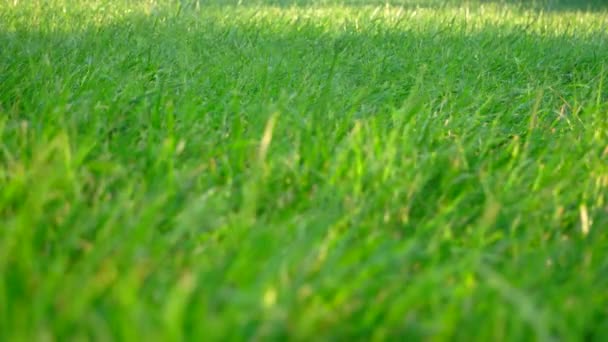 herbe verte avec un premier plan flou et des gouttes d'eau tombantes sur le fond 