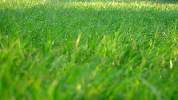 Green grass with blurred foreground and falling drops of water on background — Stock Video