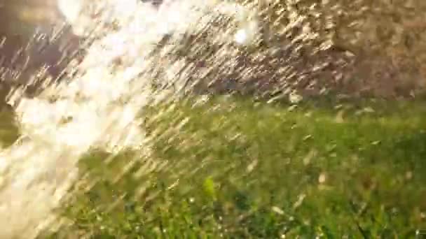 農業であります。Watreing 植物バックライト デフォーカス atr における液滴 — ストック動画