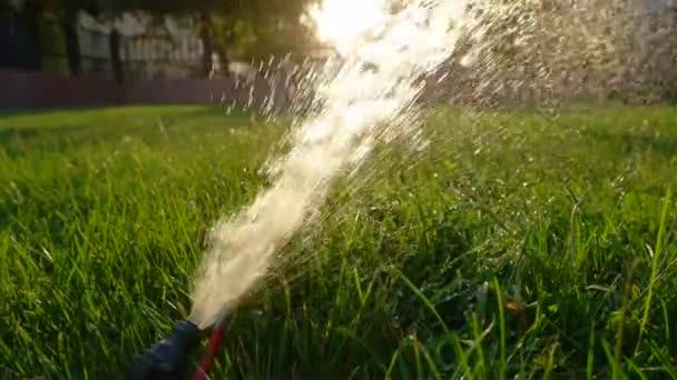 Watering of the lawn at sunset — Stock Video