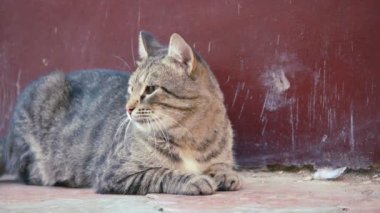 Sokak kedisi yere dinlenme