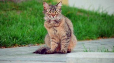 Tekir kedi yürüyen towarb kamera