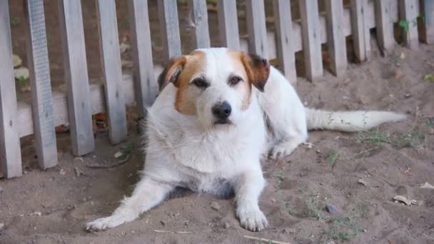 Hemlös hund tittar på kameran vila nära trästaket — Stockvideo