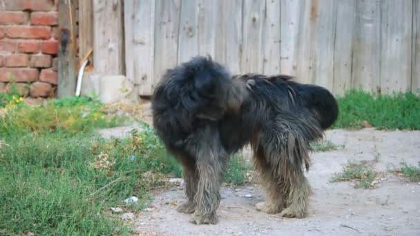 Vieux chien aboyant dans la rue — Video