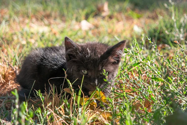 Kleines schwarzes Kätzchen versteckt sich im wilden Gras — Stockfoto