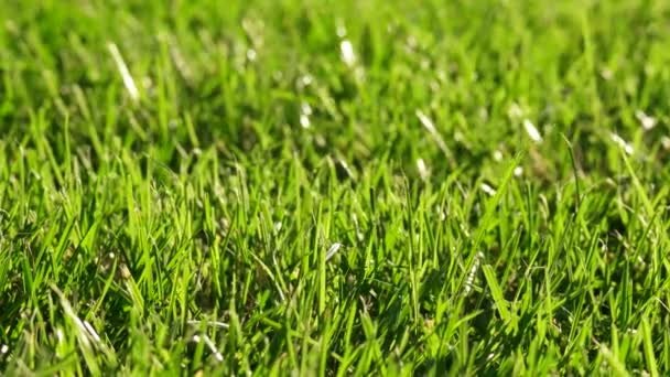 Primavera Green Grass Macro. Fundo da Natureza. Full HD 1080 imagens de vídeo em estoque — Vídeo de Stock