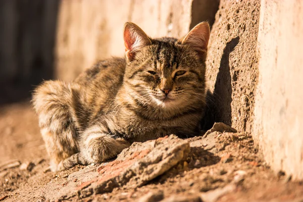 Gato callejero descansando —  Fotos de Stock