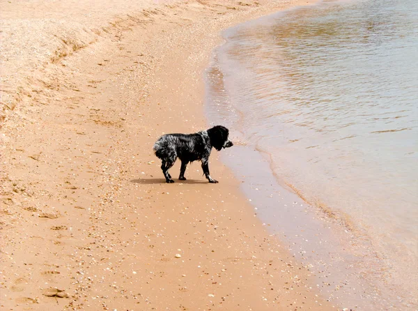 Lonely caniche de pie en la playa de arena y mirando el surf, un montón de copyspace — Foto de Stock