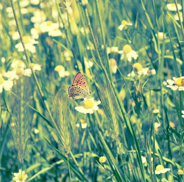Червоний метелик на квітці — стокове фото