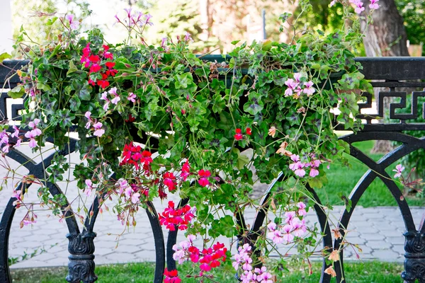 Petunia Flores en maceta colgada — Foto de Stock