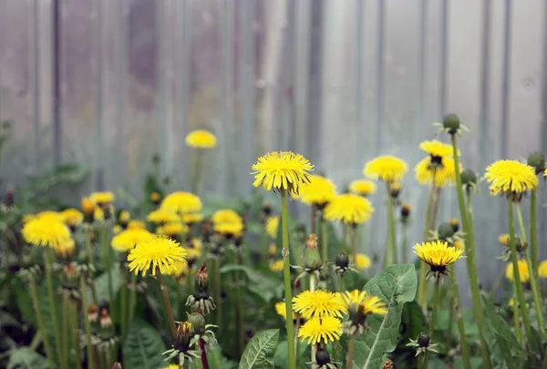 Sarı dandelions çit boşaltmak ile karşı — Stok fotoğraf