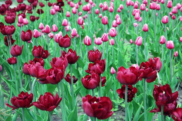 Campo de tulipas de duas flores a cores — Fotografia de Stock