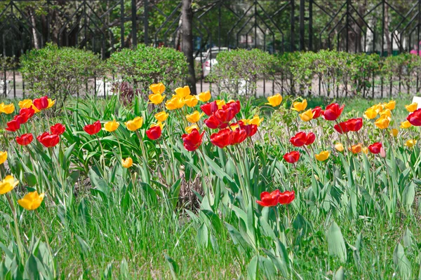 Tulipas vermelhas e amarelas — Fotografia de Stock