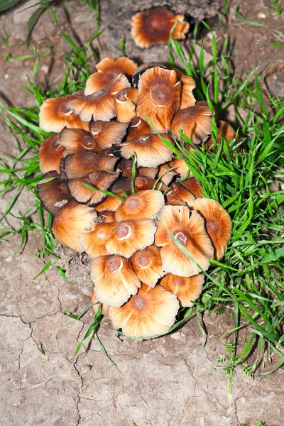 Funghi in foresta dall'alto immagine — Foto Stock
