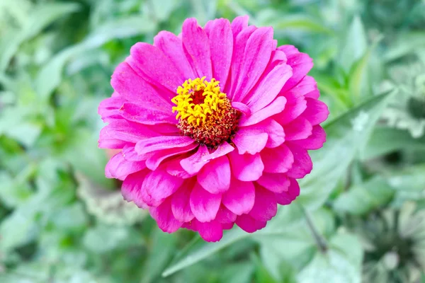 Grande flor violeta — Fotografia de Stock