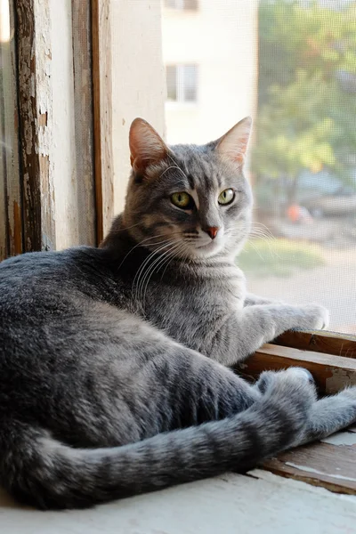 Серый кот сидит на подоконнике — стоковое фото