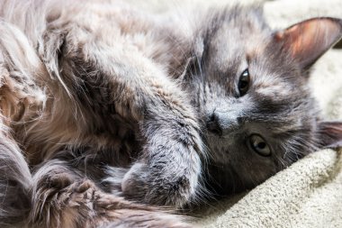 Tüylü tekir kedi closeup kaymasını